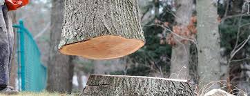 Best Arborist Consultation Services  in Green Island, NY