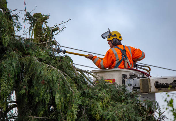 Best Root Management and Removal  in Green Island, NY