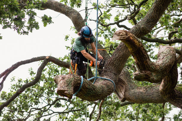 Best Tree Maintenance Programs  in Green Island, NY