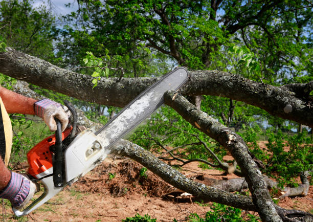 Seasonal Cleanup (Spring/Fall) in Green Island, NY